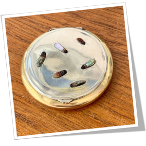 N.I 1910 POUDRIER FILTRE SHIBAYAMA