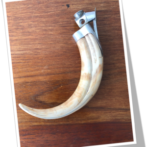 PFEILRING 1960 PHACOCHÈRE TRANS.