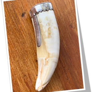 N.I 1890 DÉFENSE DE PHACOCHÈRE